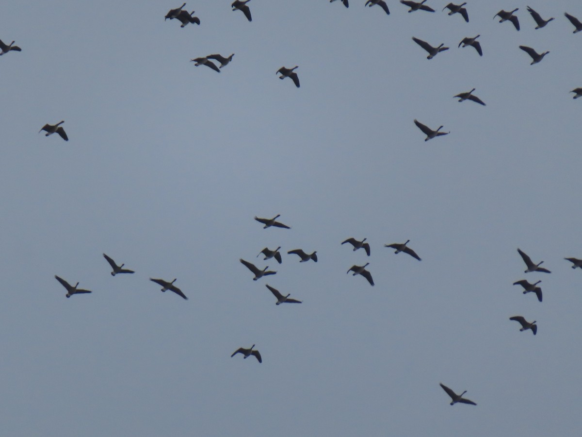 Canada Goose - ML646300446