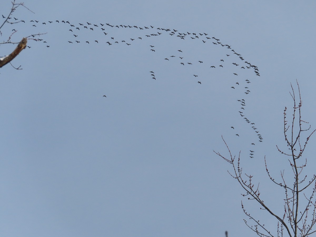 berneška velká - ML646300447