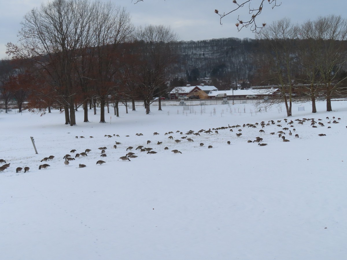 Canada Goose - ML646300448