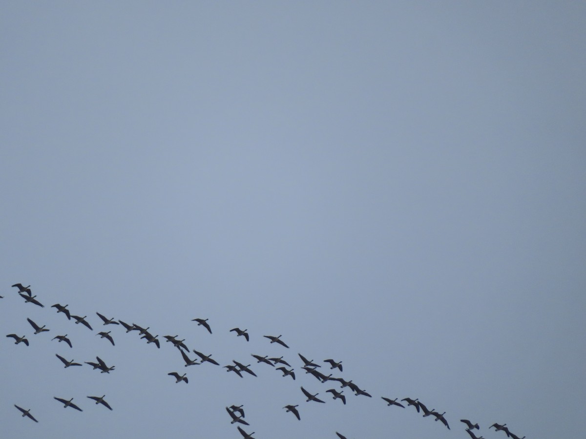 berneška velká - ML646300449