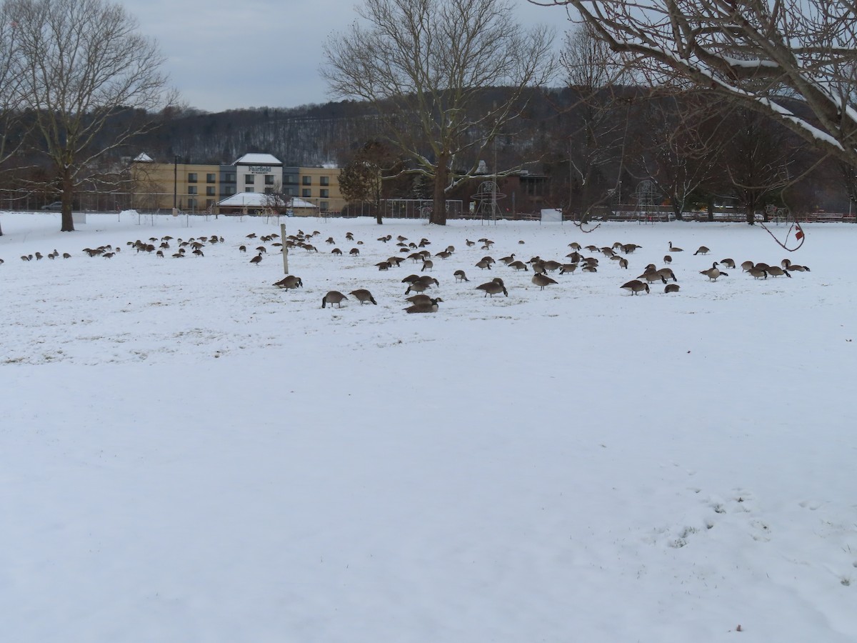 berneška velká - ML646300450