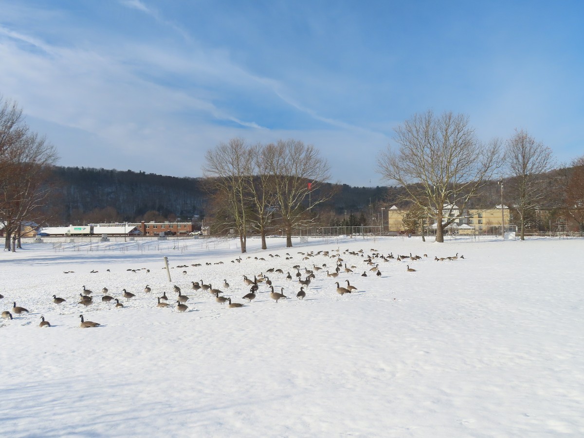 berneška velká - ML646300451