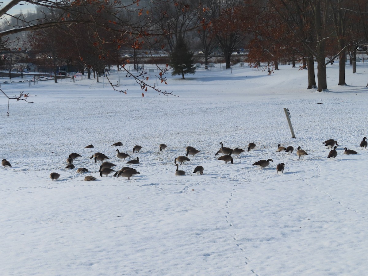 berneška velká - ML646300453