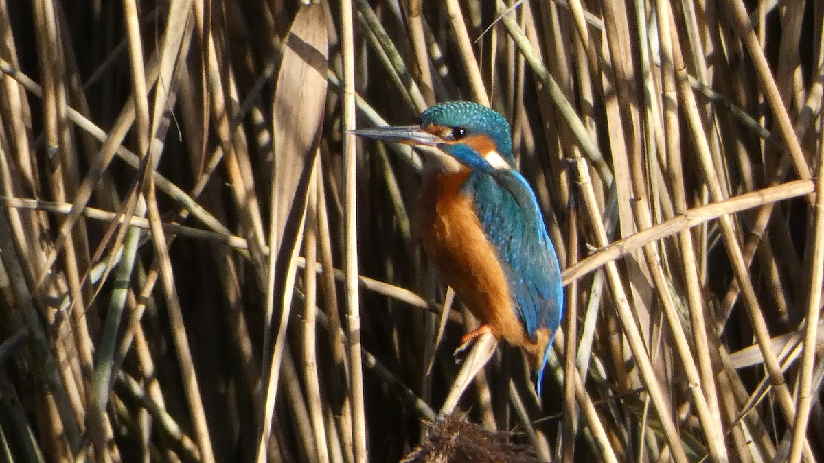 Common Kingfisher - ML646300459