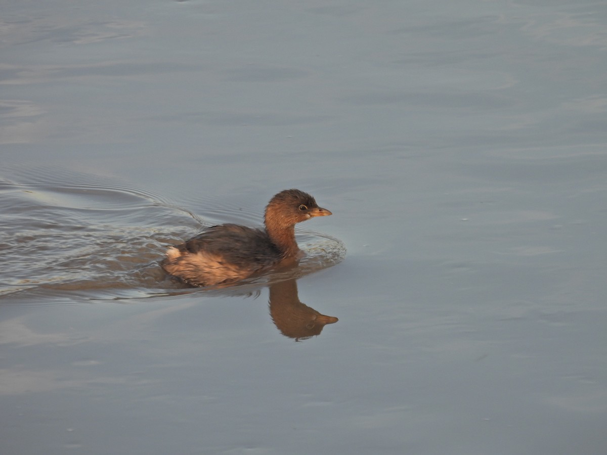 Pied-billed Grebe - ML646300460