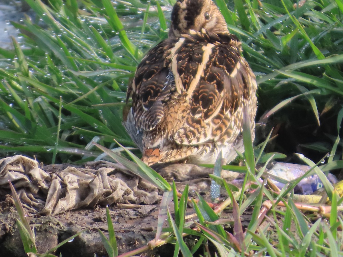 חרטומית ביצות - ML646300461