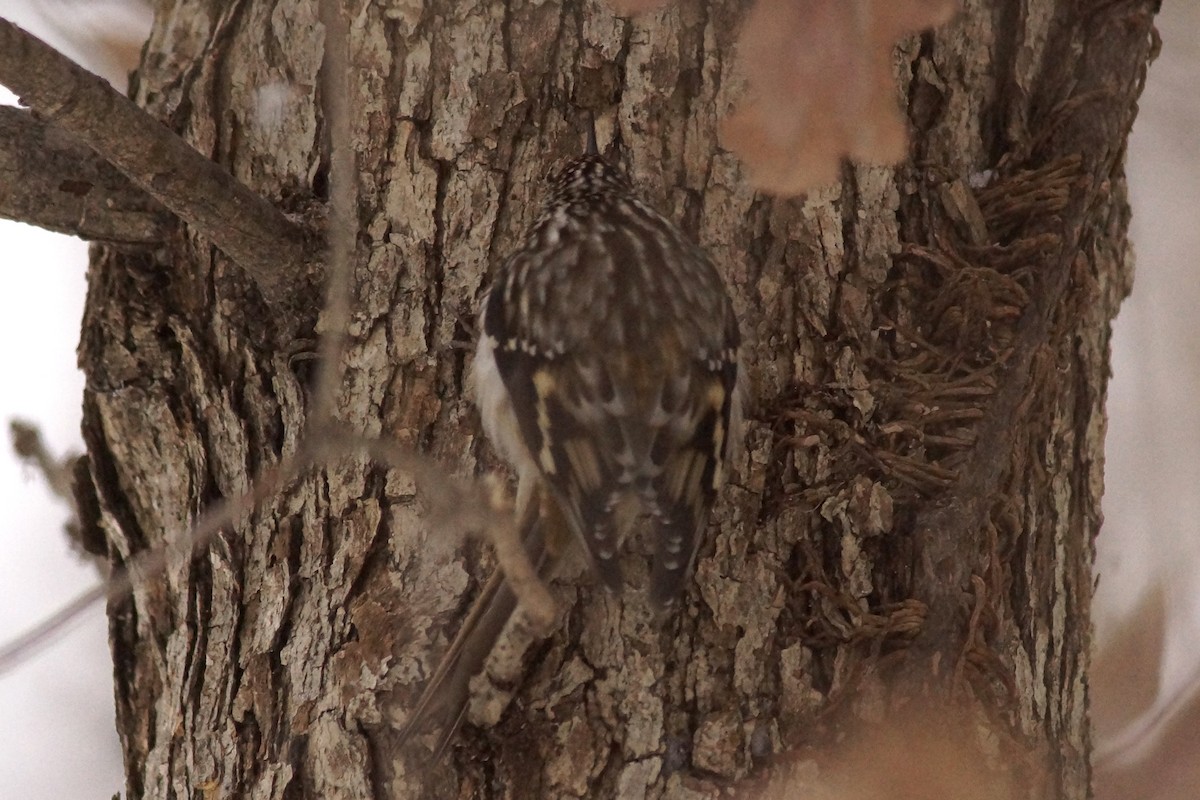 Brown Creeper - ML646300465