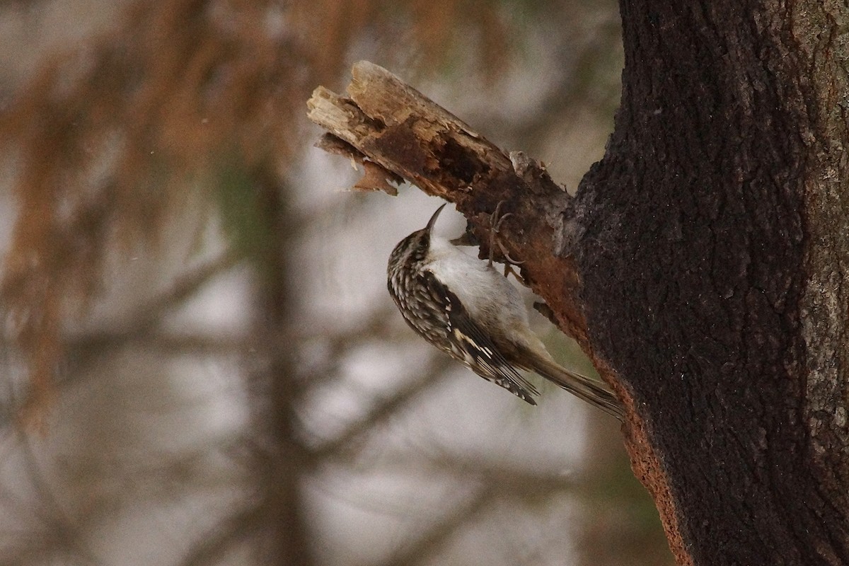 Brown Creeper - ML646300466
