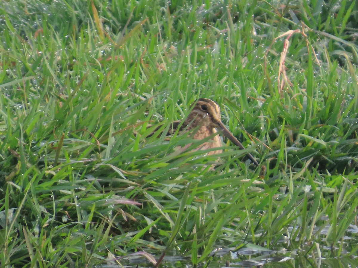 חרטומית ביצות - ML646300468