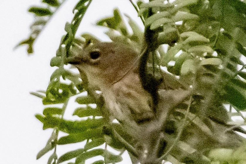 lesňáček žlutoskvrnný - ML646300470