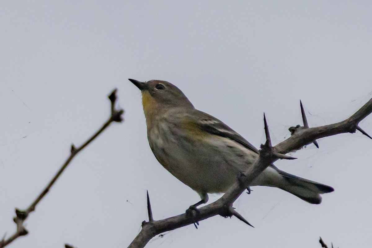 lesňáček žlutoskvrnný - ML646300471