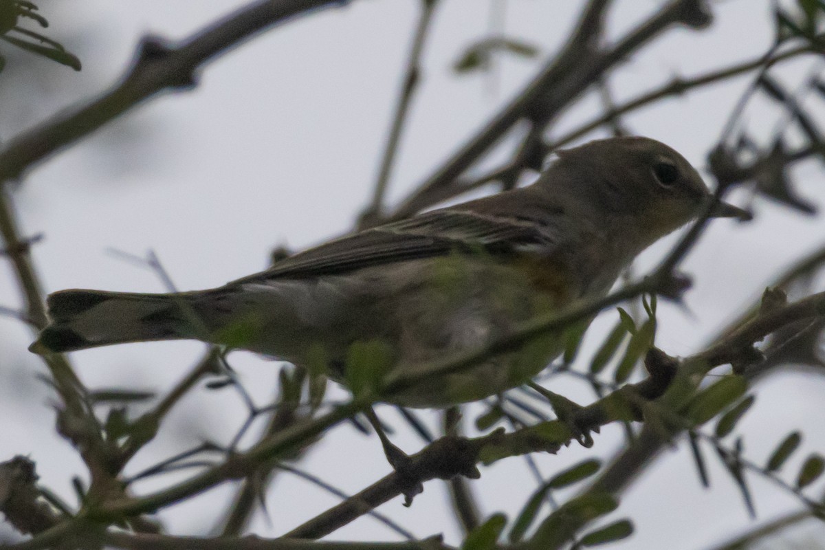 lesňáček žlutoskvrnný - ML646300473