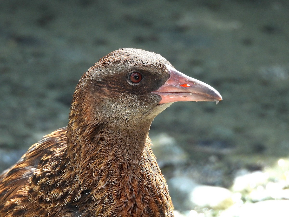 Weka - ML646300481