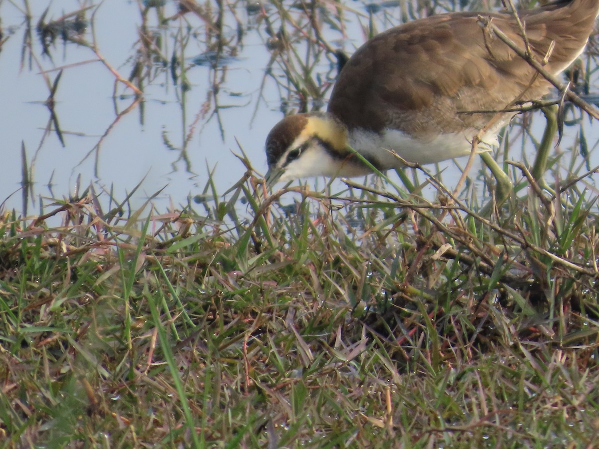 fasanbladhøne - ML646300484