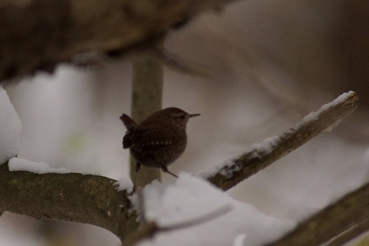 フユミソサザイ - ML646300489