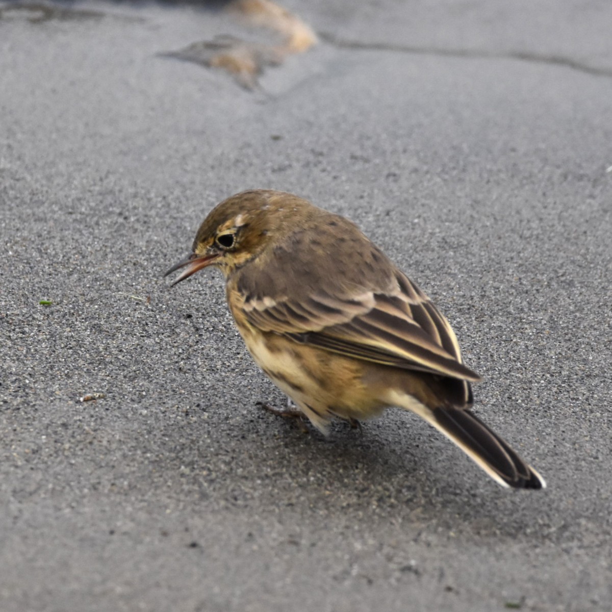 American Pipit - ML646300491