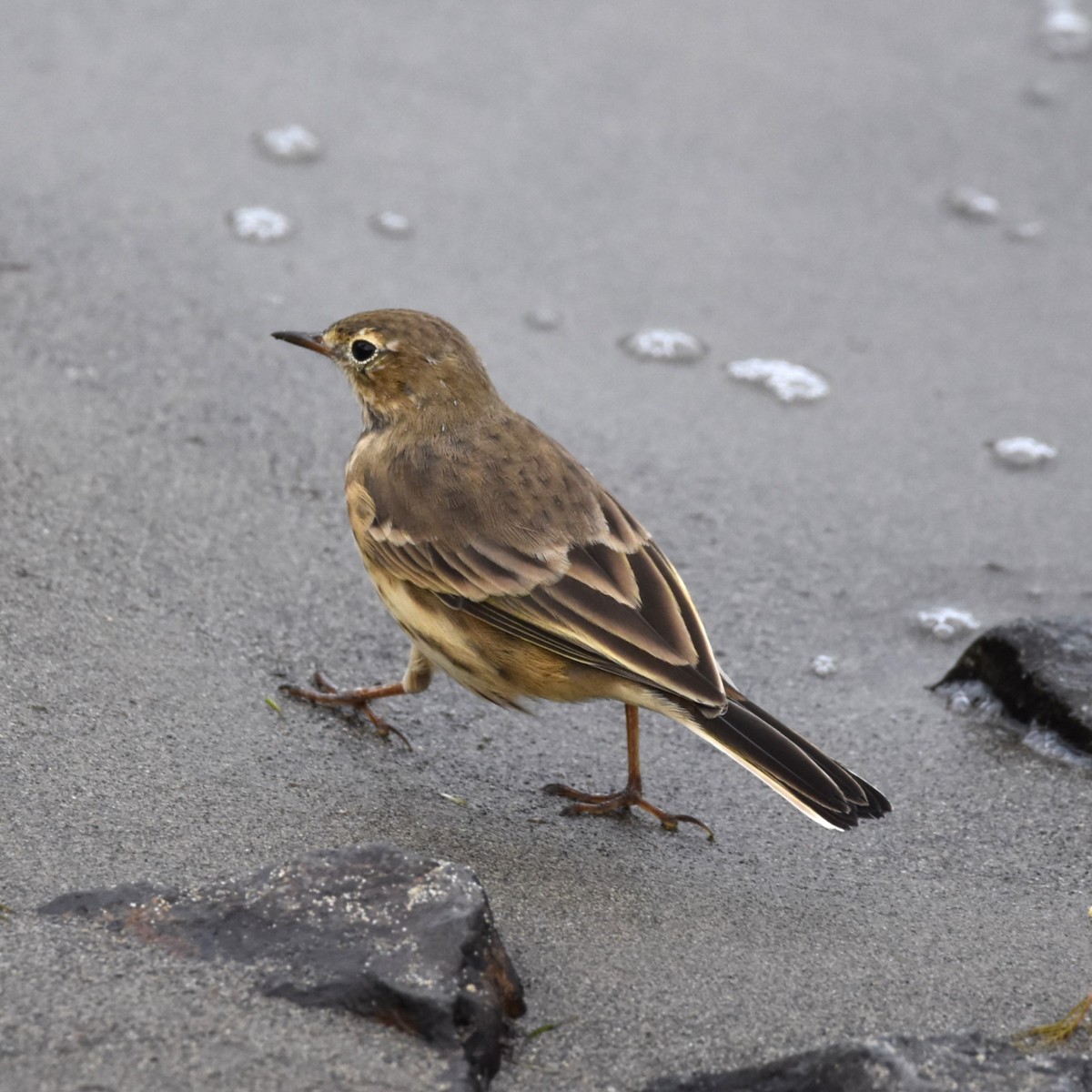 American Pipit - ML646300492