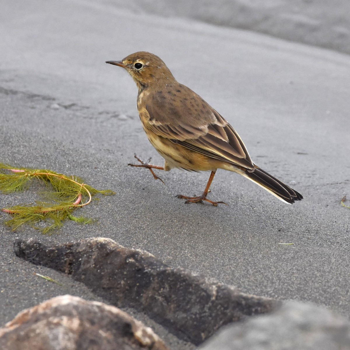 American Pipit - ML646300493