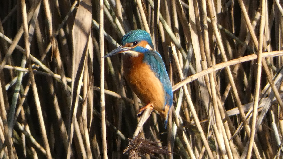 Common Kingfisher - ML646300494