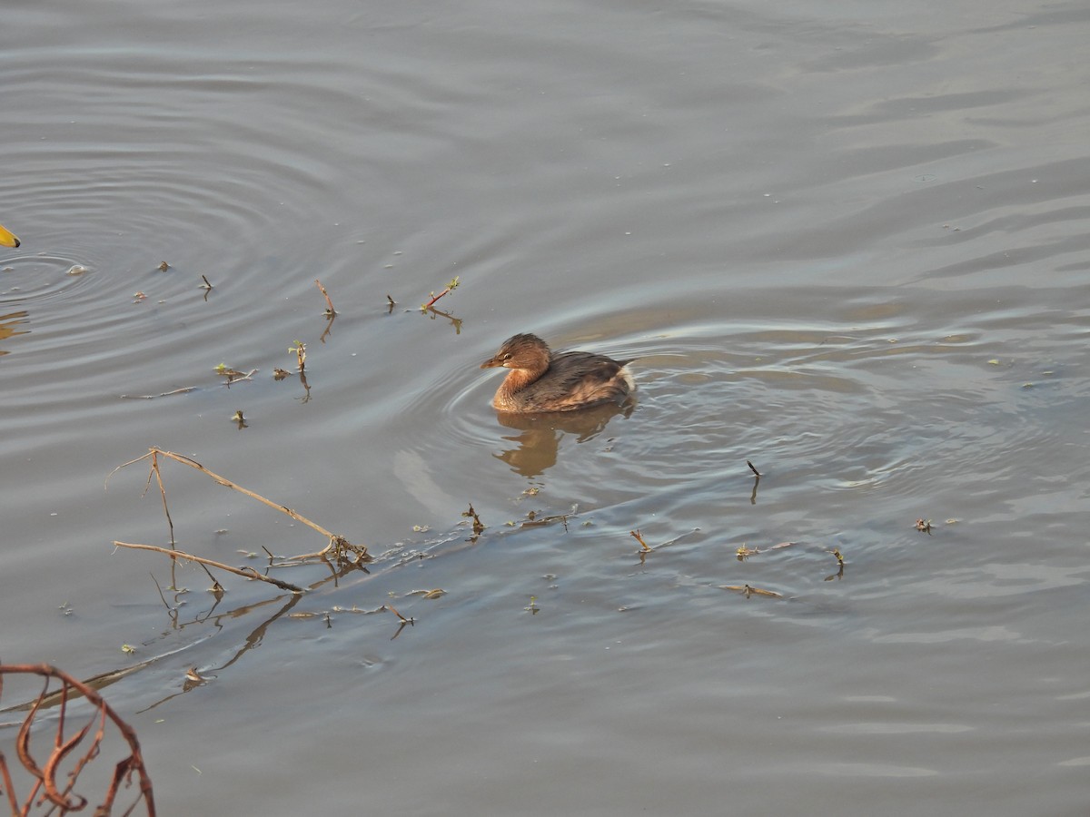 Pied-billed Grebe - ML646300495