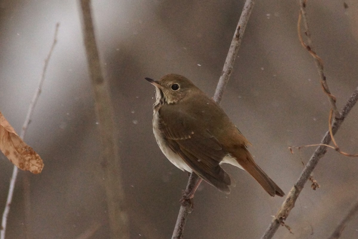 Hermit Thrush - ML646300496