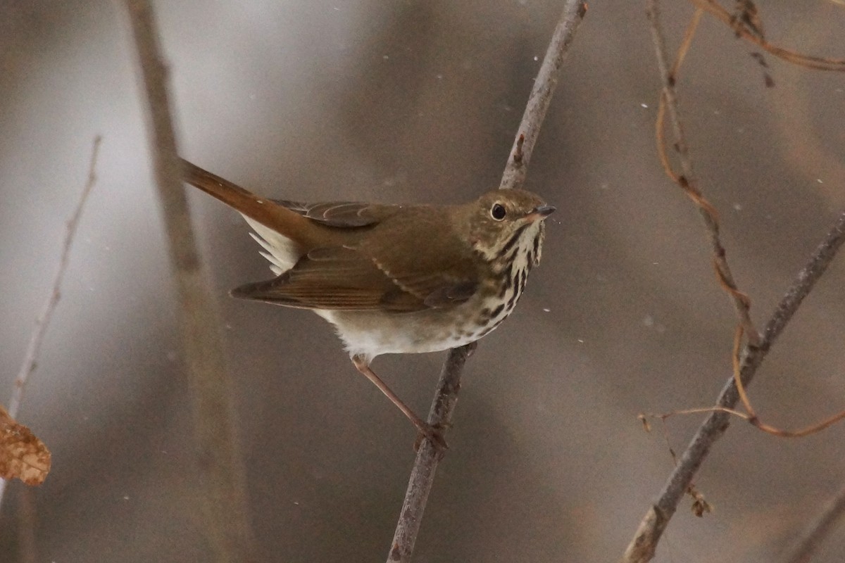 Hermit Thrush - ML646300497