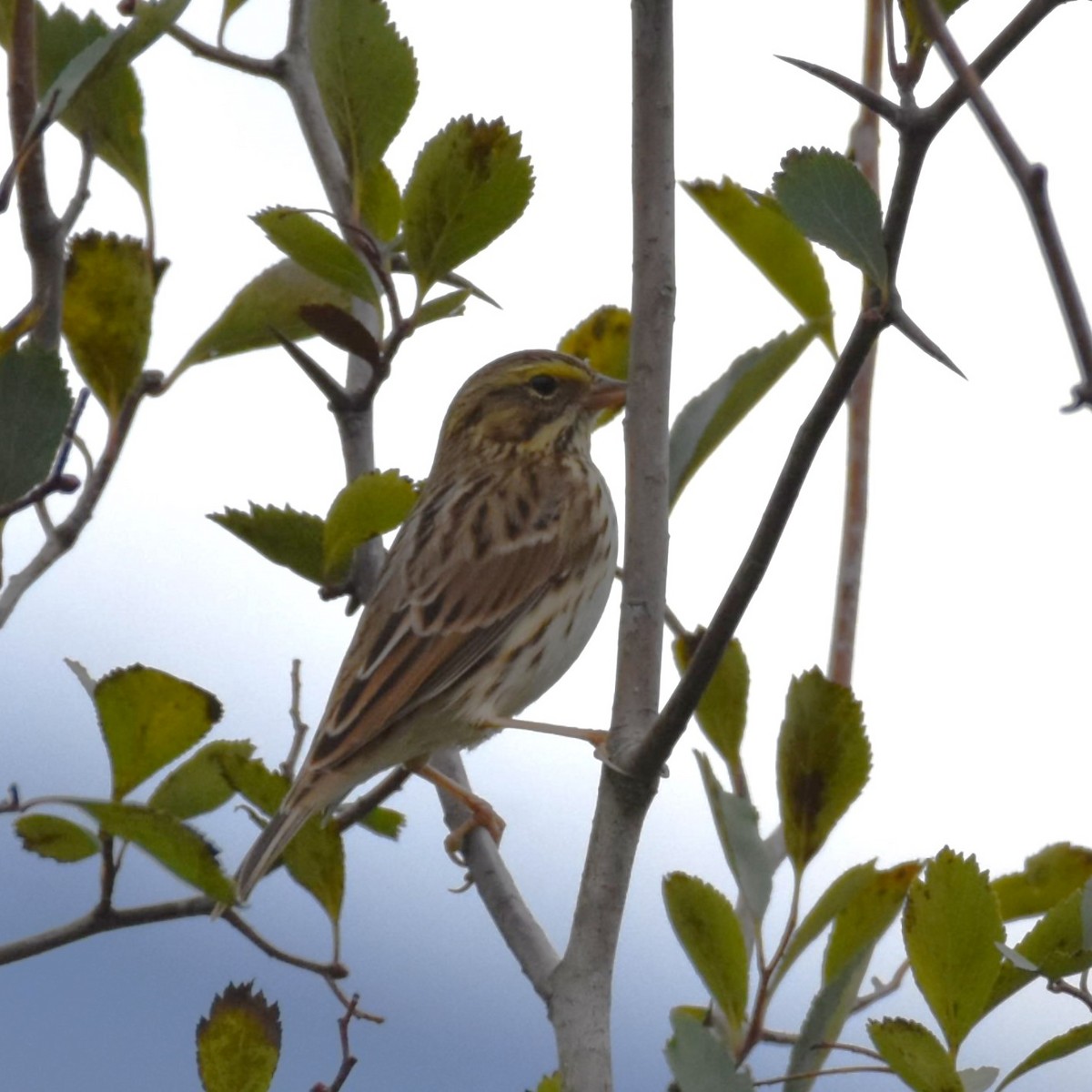 Savannah Sparrow - ML646300499