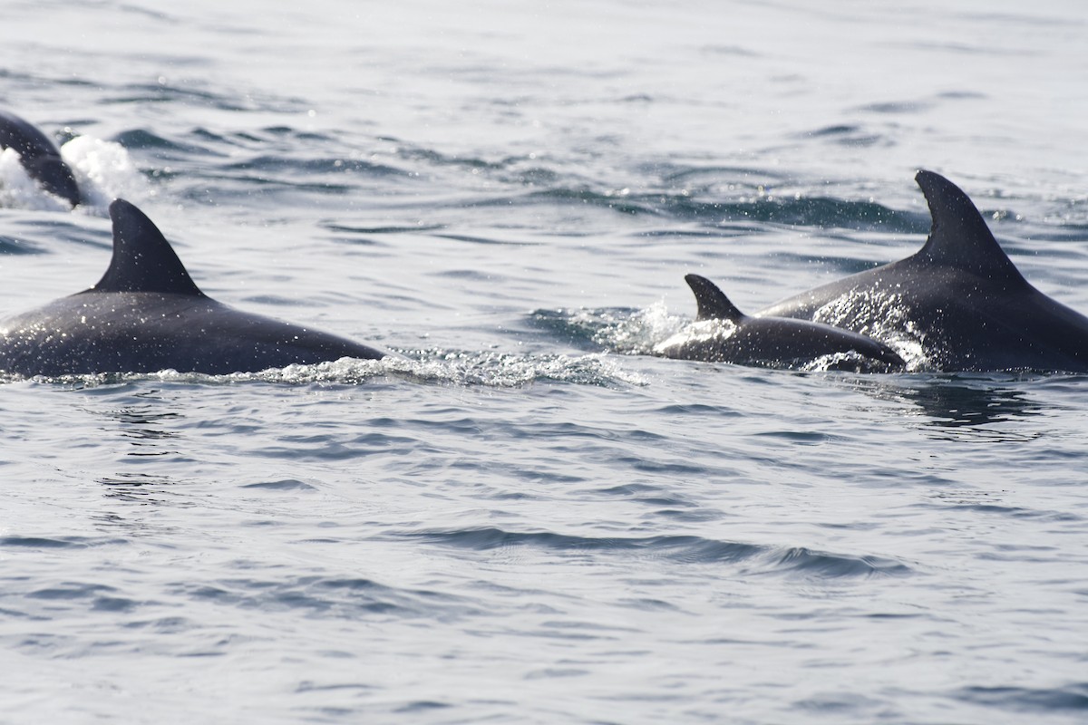 Common Bottlenose Dolphin - ML646300502