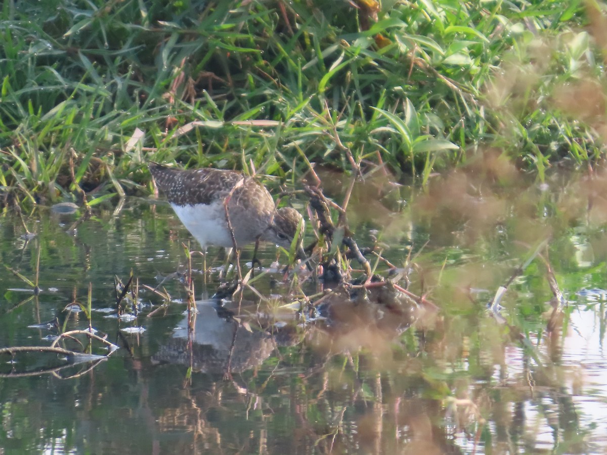 vodouš bahenní - ML646300506