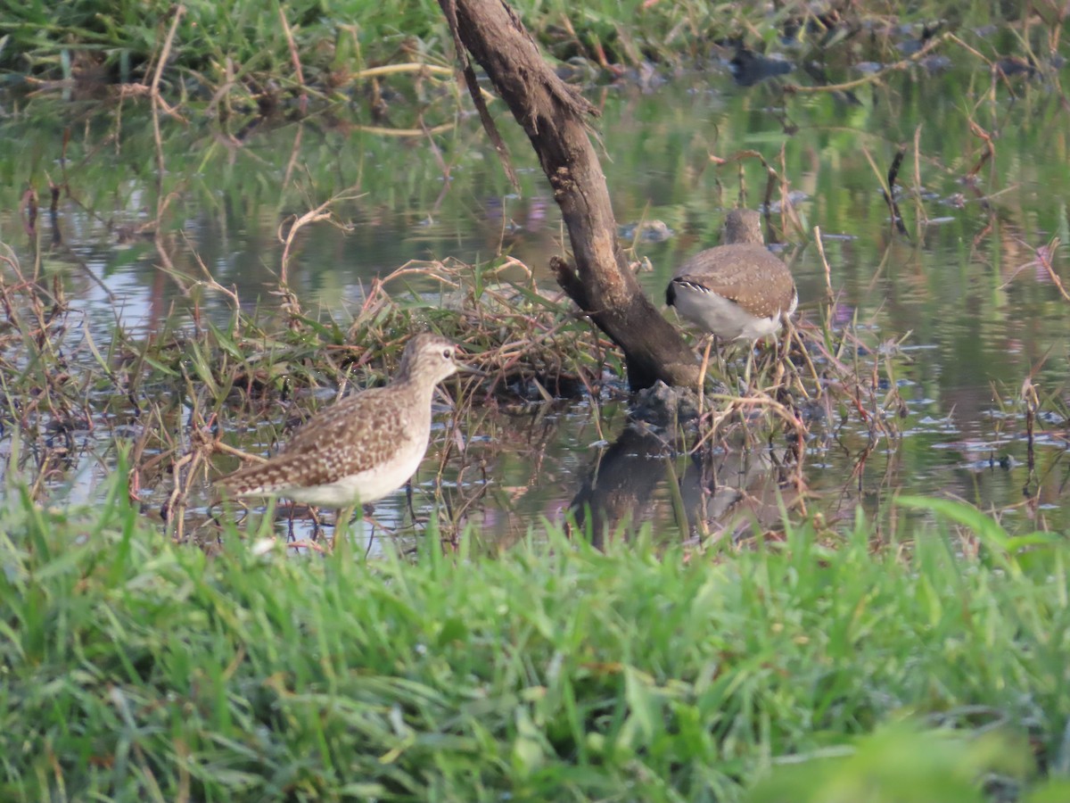 vodouš bahenní - ML646300509