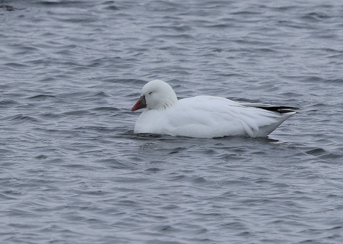 Ross's Goose - ML646300513