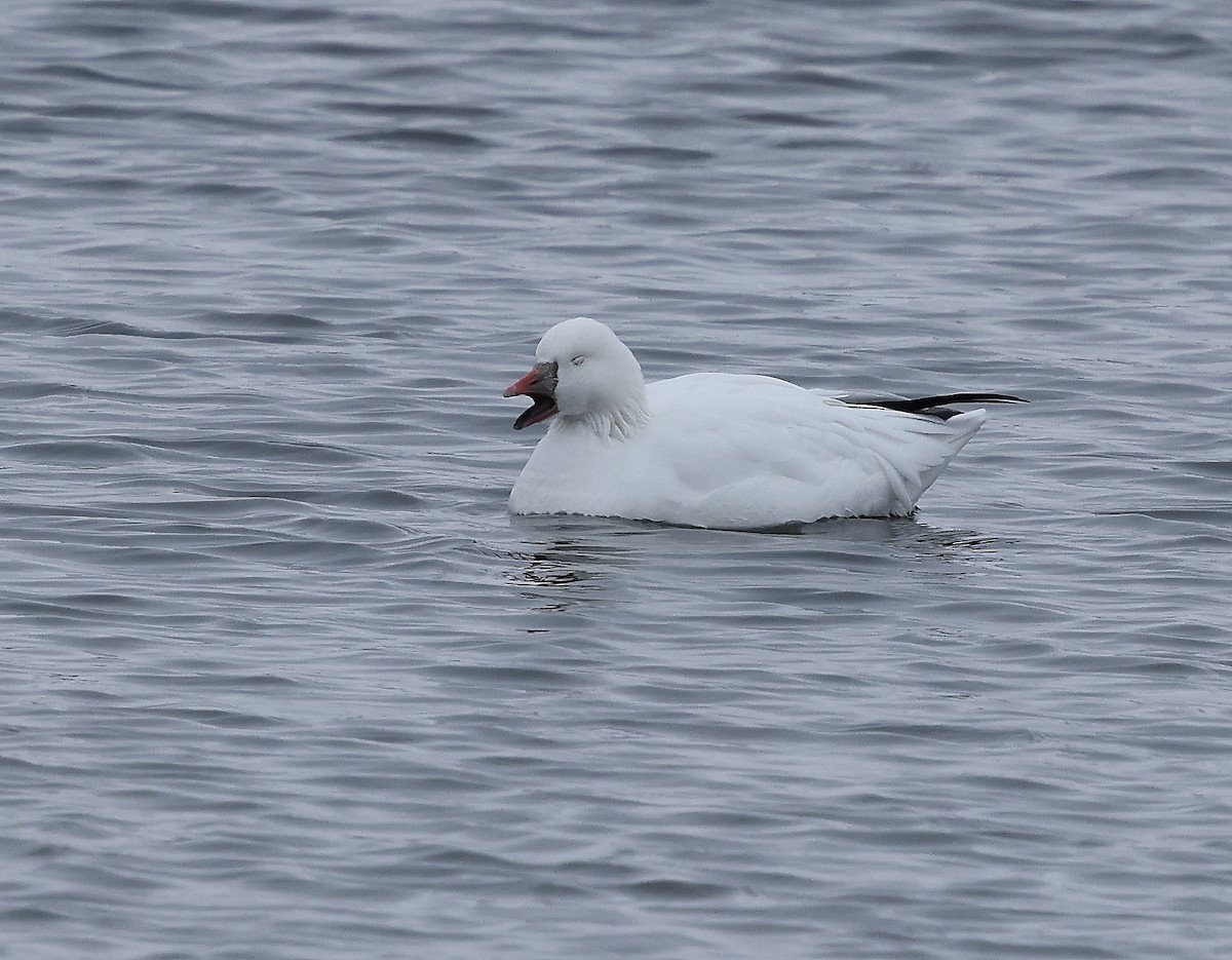 Ross's Goose - ML646300514
