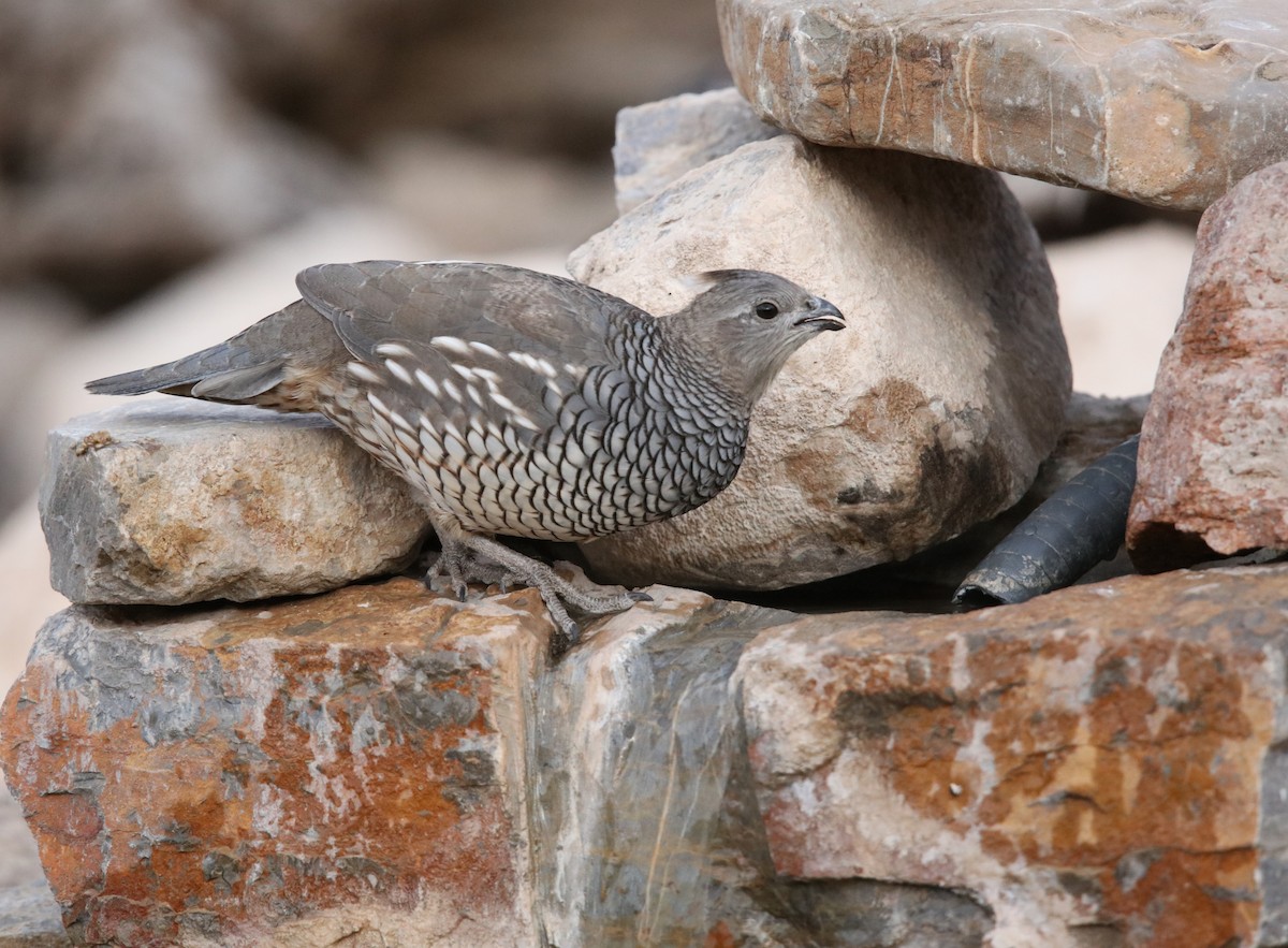 Scaled Quail - ML646300517