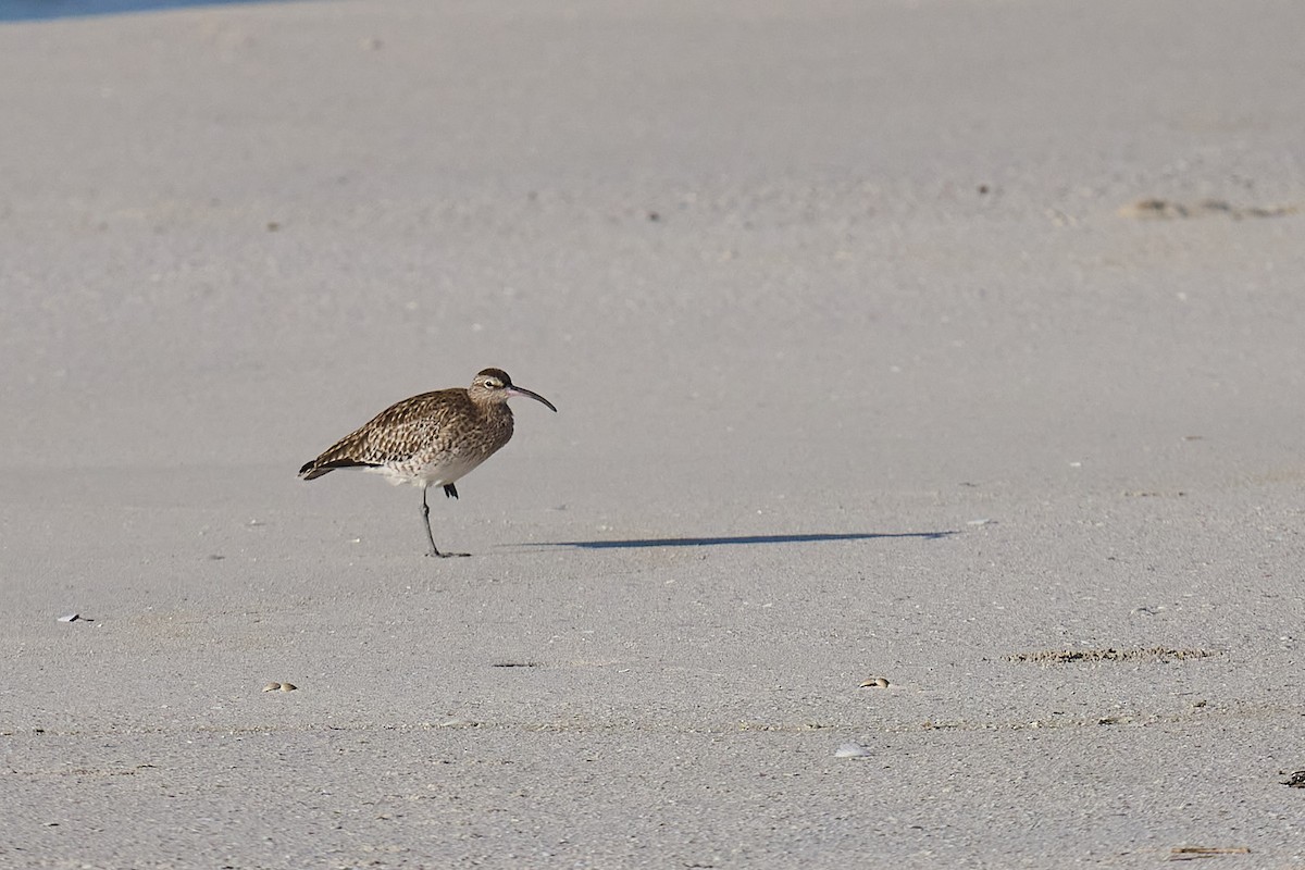 Eurasian Whimbrel - ML646300521