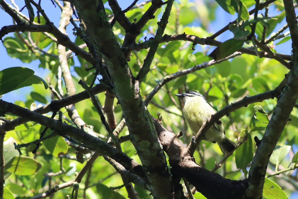 Barbudito Culigualdo - ML646300524
