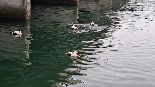 Common Eider - ML646300525