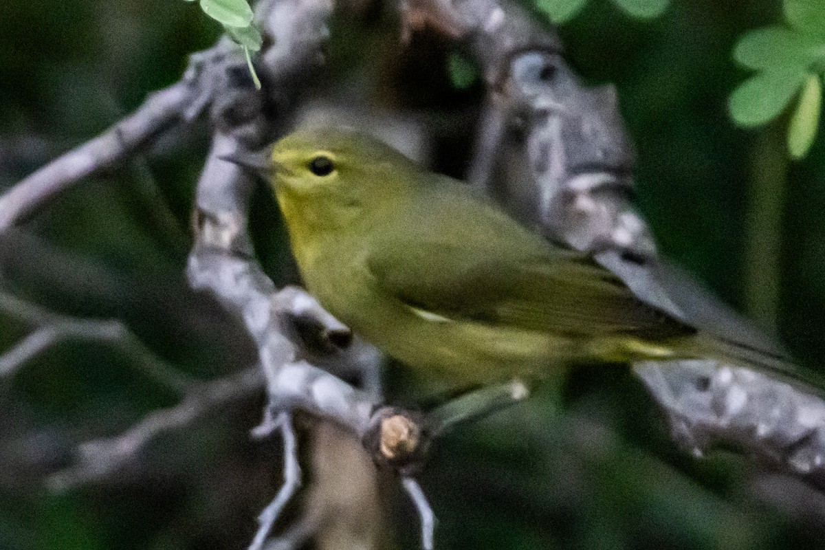 lesňáček hvězdičkový - ML646300532