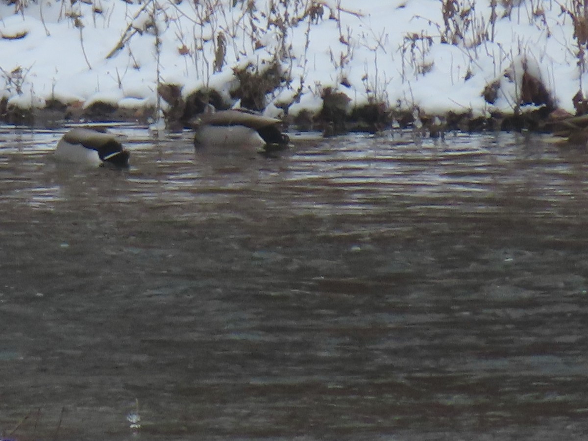 綠頭鴨 - ML646300533