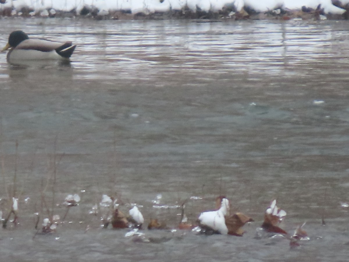 綠頭鴨 - ML646300534