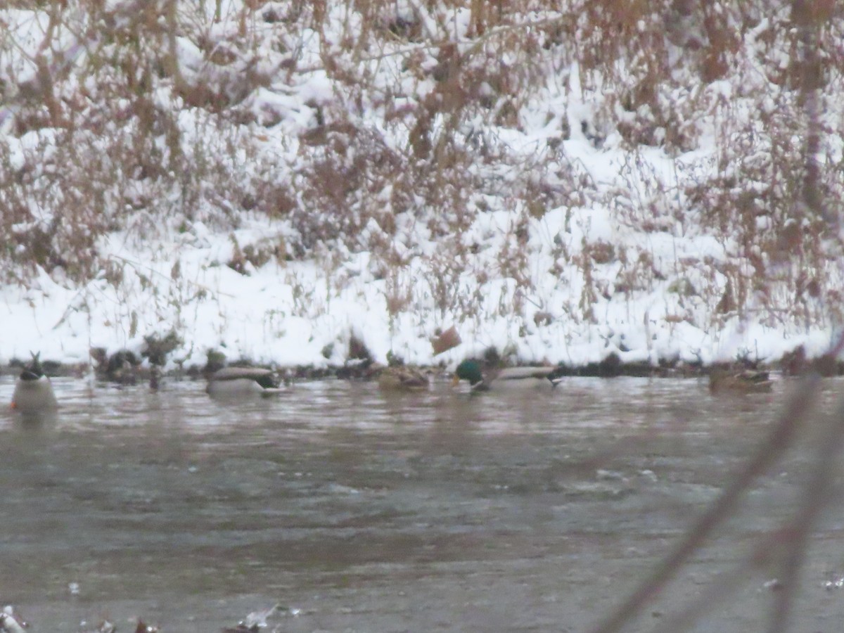 綠頭鴨 - ML646300535