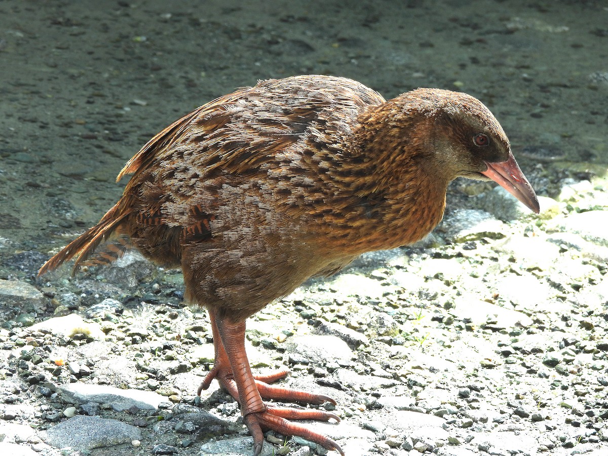 Weka - ML646300536