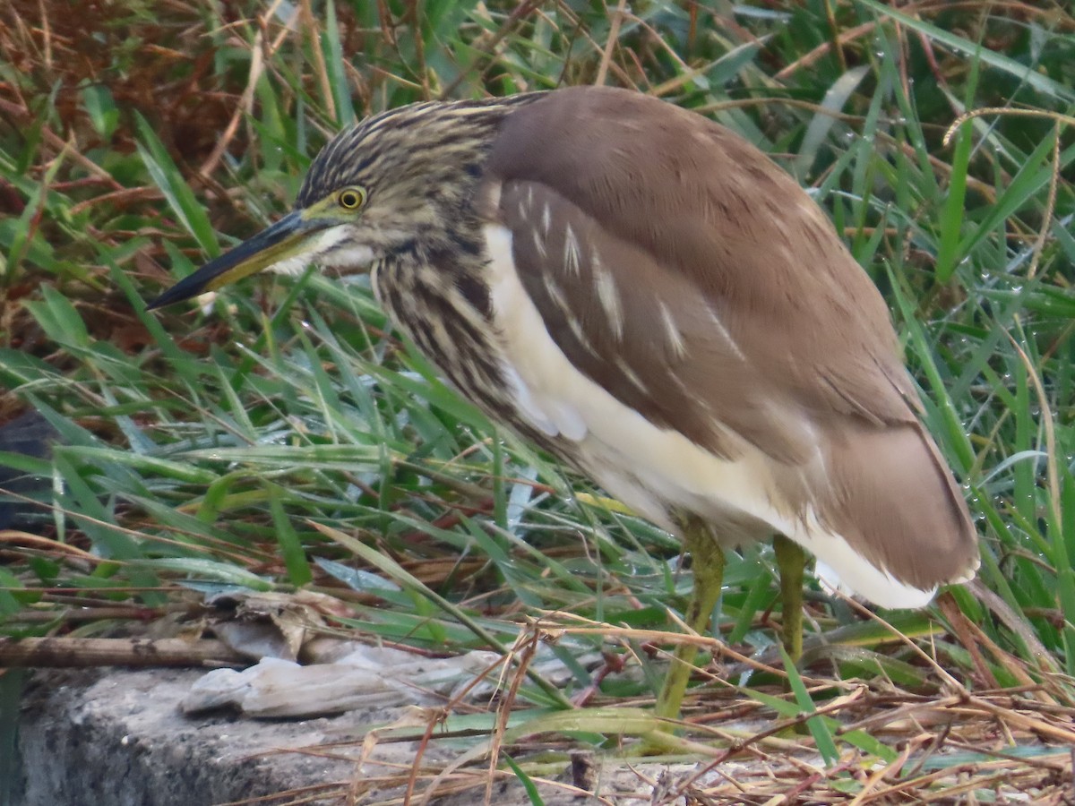 印度池鷺 - ML646300537