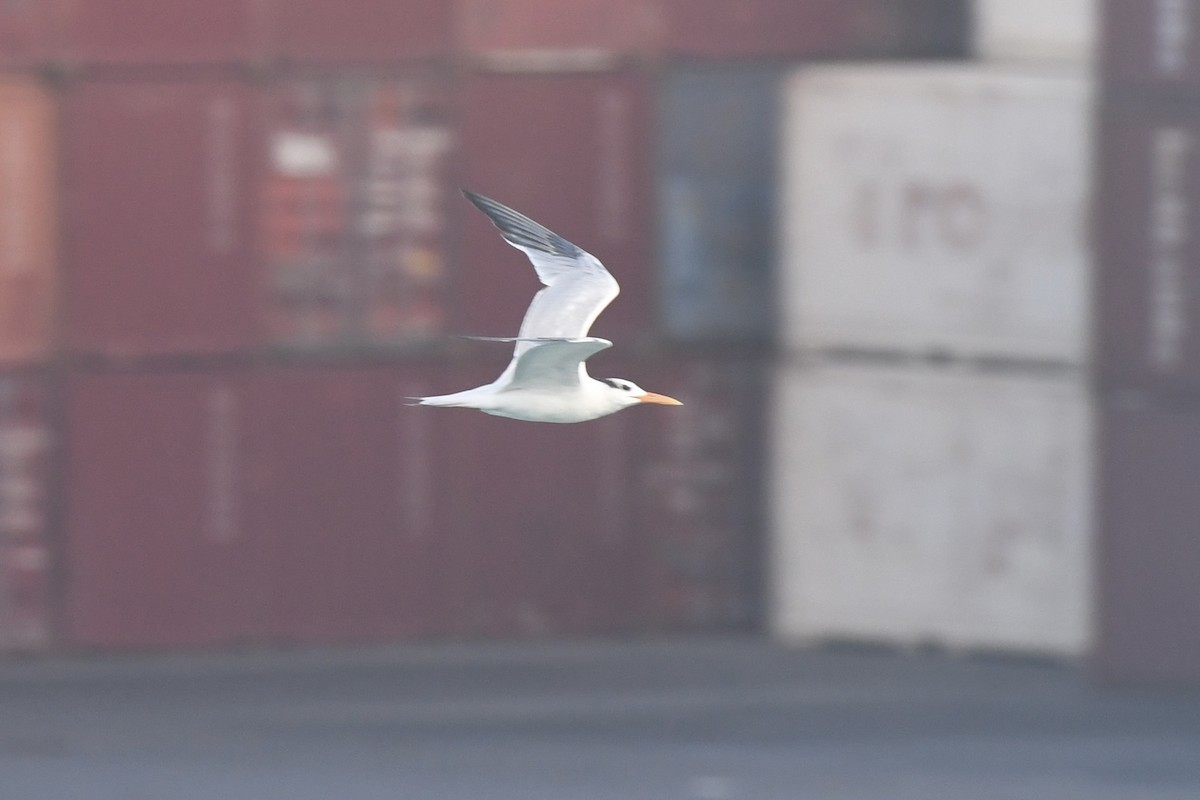 Royal Tern - ML646300538