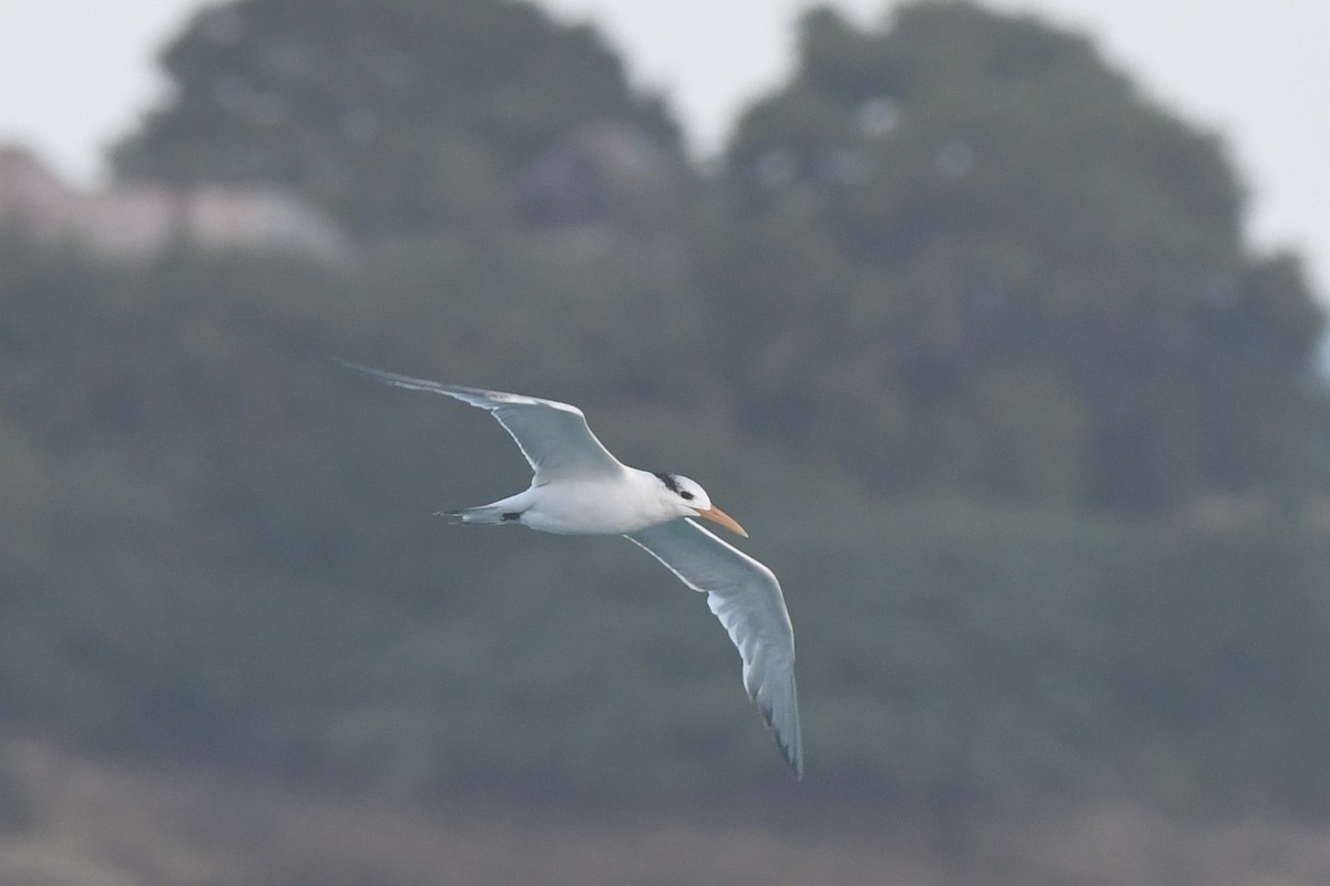 Royal Tern - ML646300539