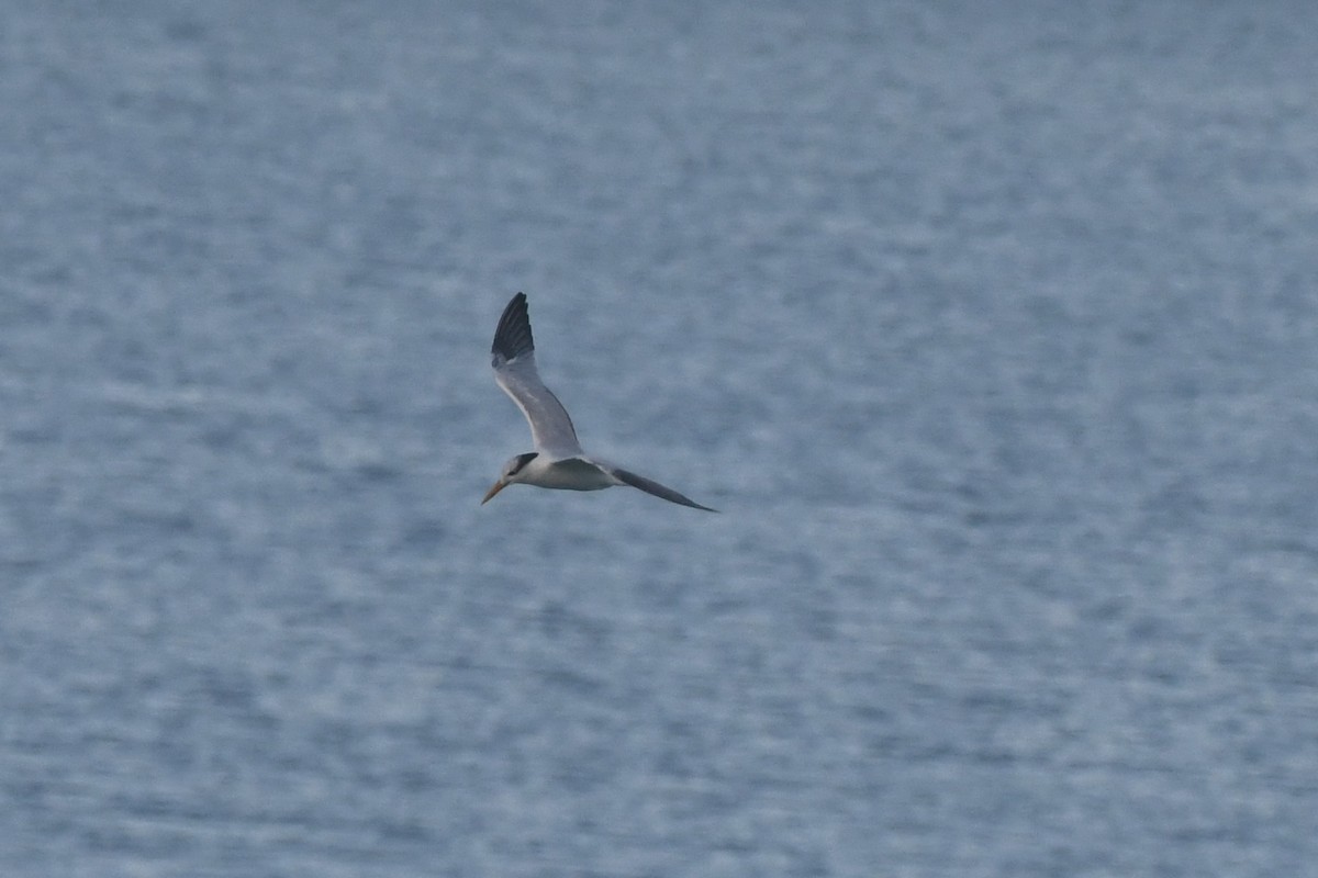 Royal Tern - ML646300540