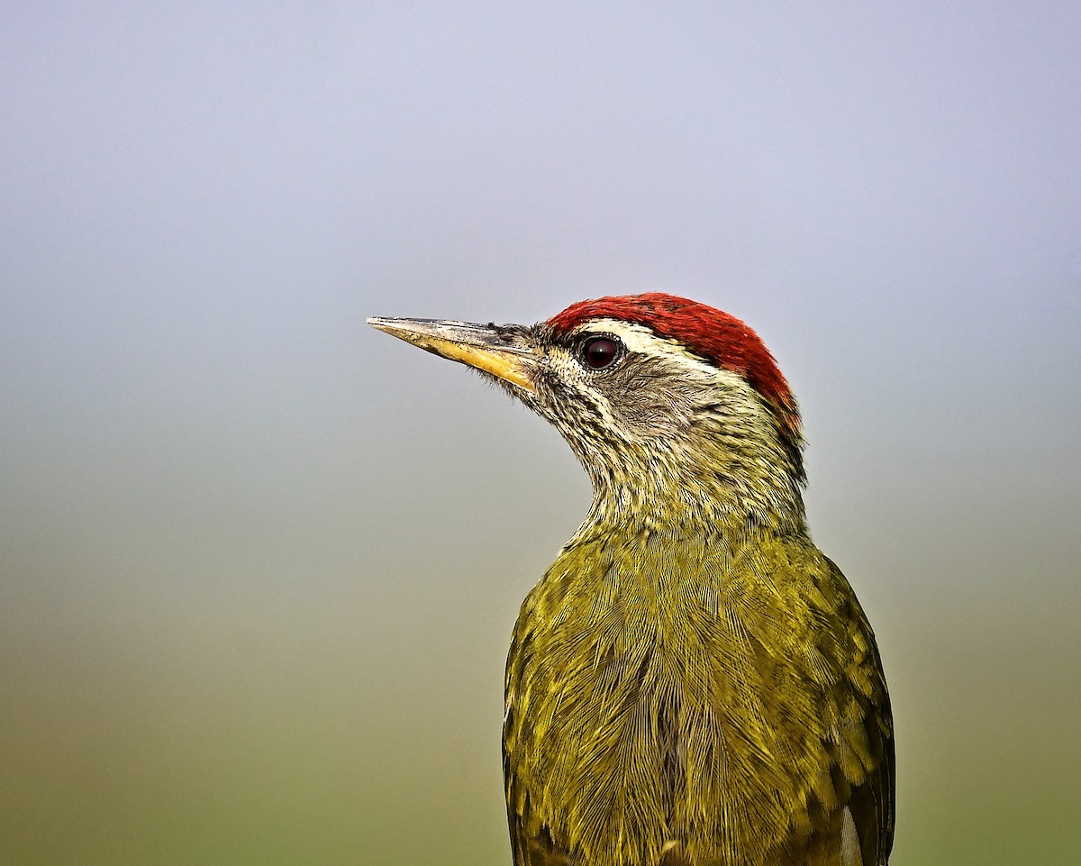Streak-throated Woodpecker - ML646300542