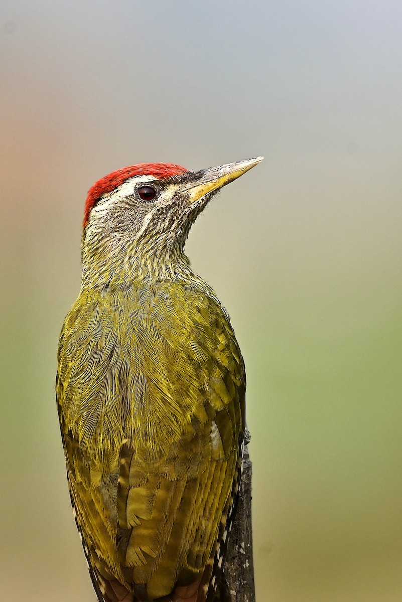 Streak-throated Woodpecker - ML646300543