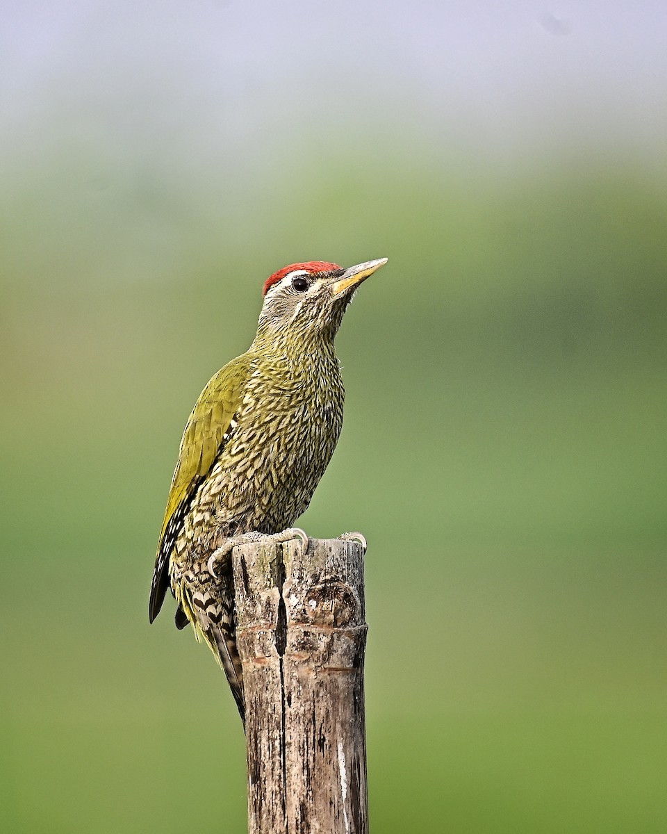 Streak-throated Woodpecker - ML646300544