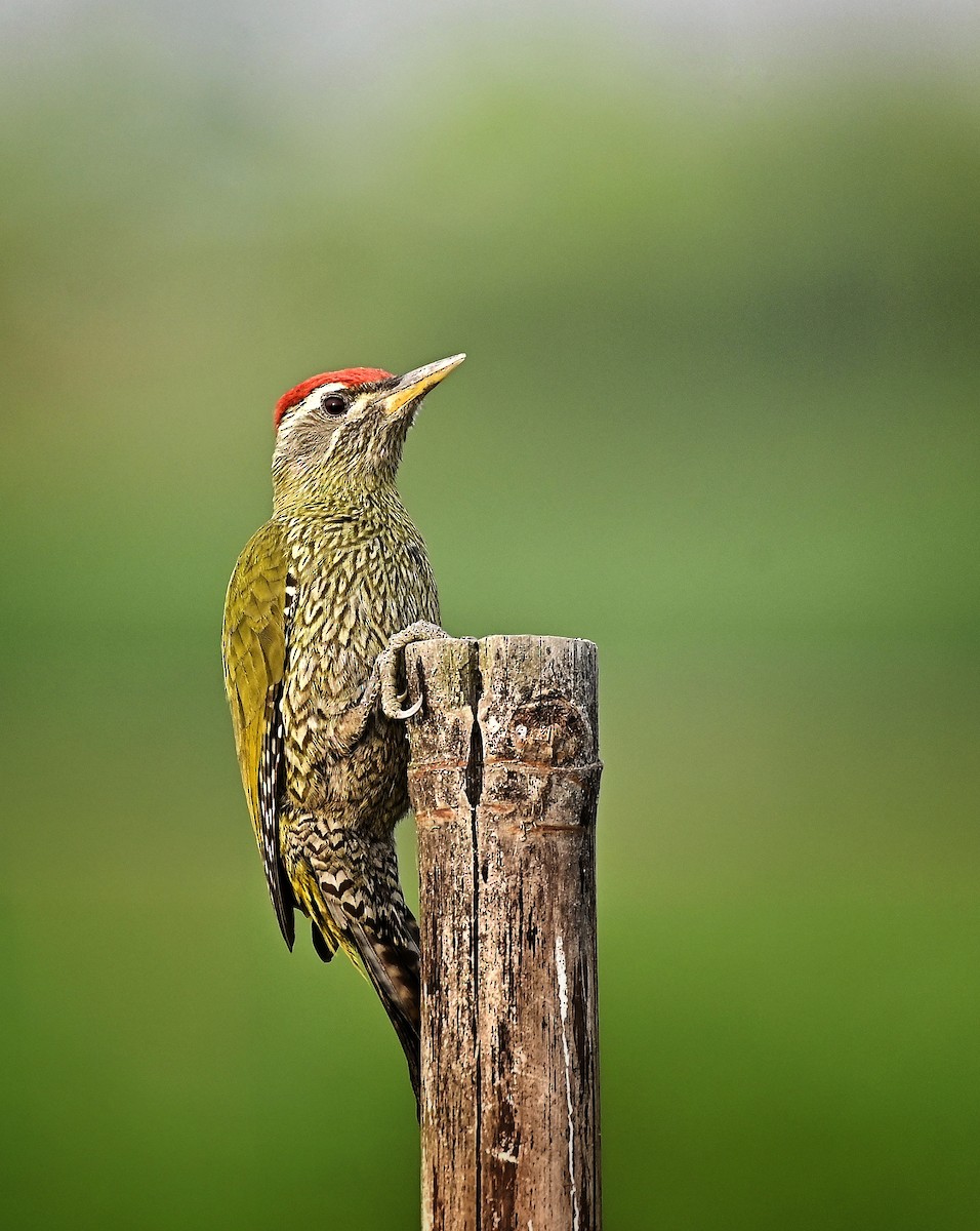 Streak-throated Woodpecker - ML646300545