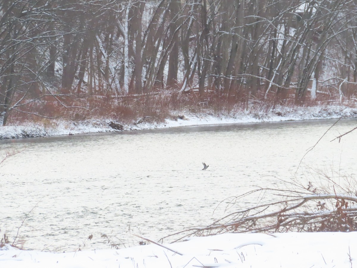 Hooded Merganser - ML646300546